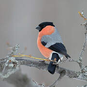 Eurasian Bullfinch