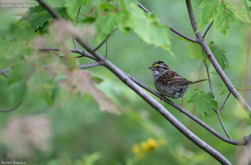 White-throated Sparrow