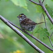 White-throated Sparrow