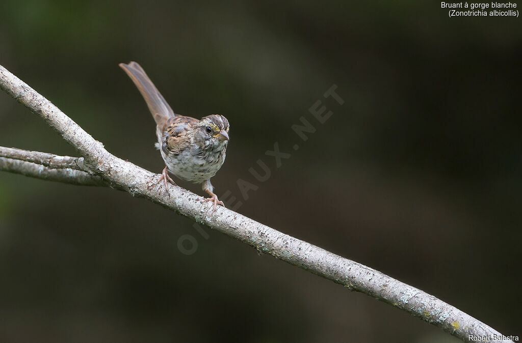 White-throated Sparrow