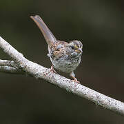 White-throated Sparrow