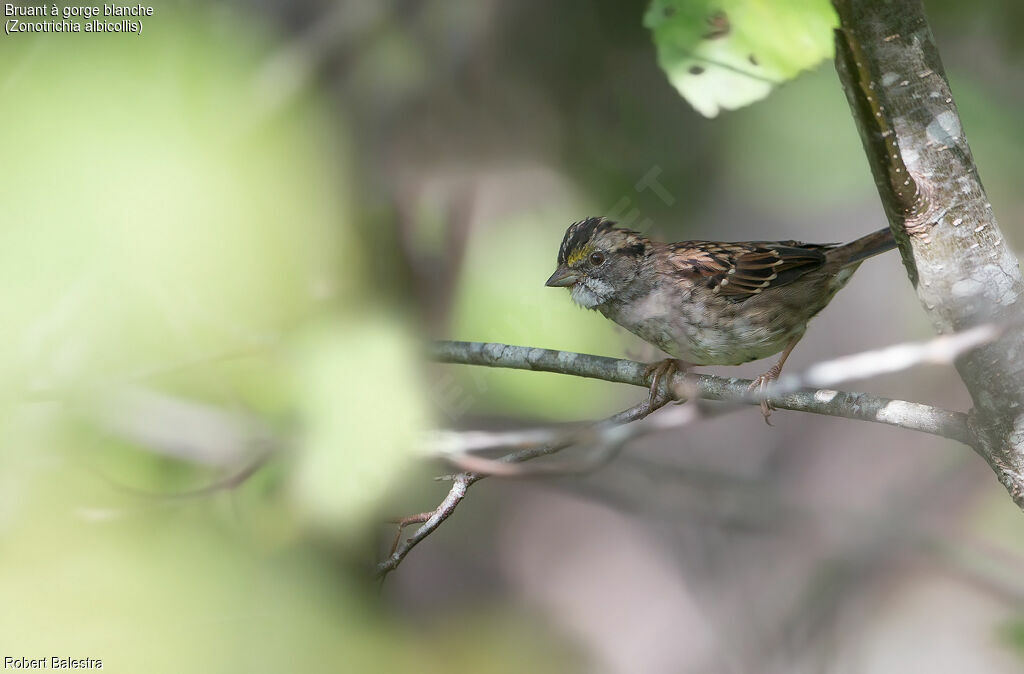 White-throated Sparrow