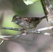 White-throated Sparrow