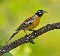 Golden-breasted Bunting