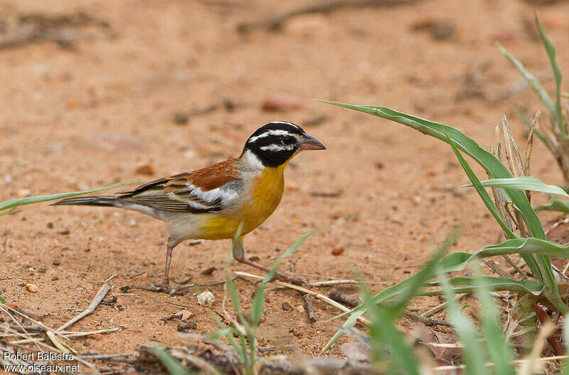 Bruant à poitrine dorée mâle adulte, identification