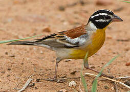 Golden-breasted Bunting