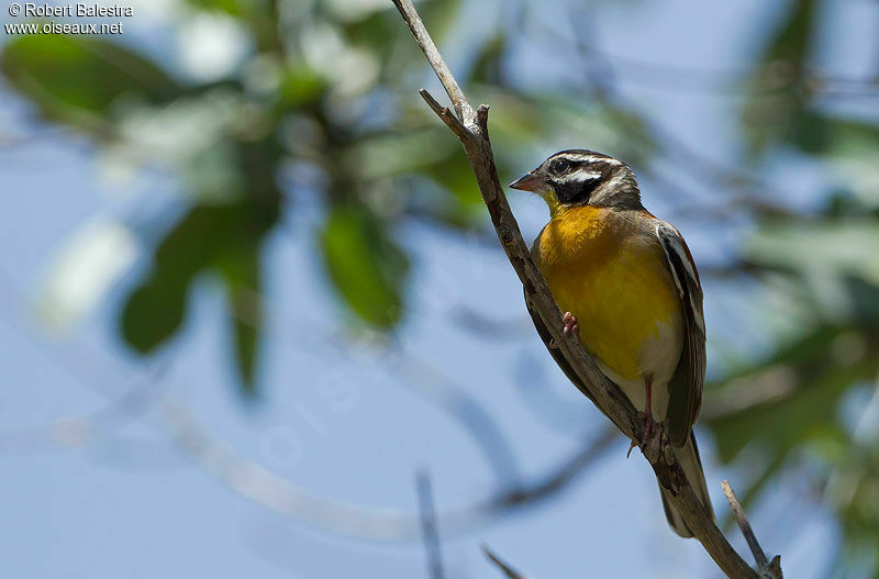 Golden-breasted Bunting male adult