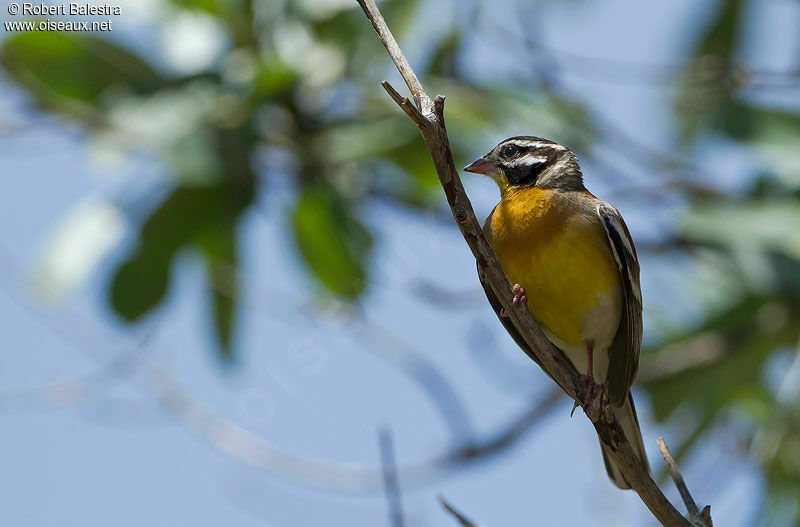 Bruant à poitrine dorée mâle adulte