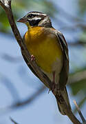 Golden-breasted Bunting