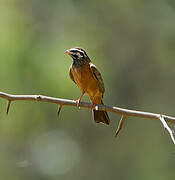 Cinnamon-breasted Bunting