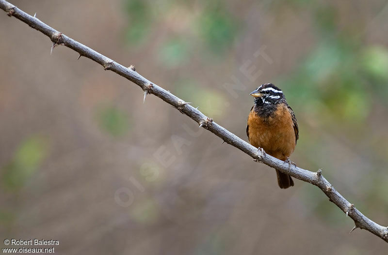 Cinnamon-breasted Bunting