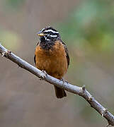 Cinnamon-breasted Bunting