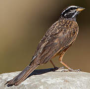 Cinnamon-breasted Bunting