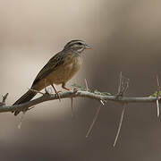 Cinnamon-breasted Bunting