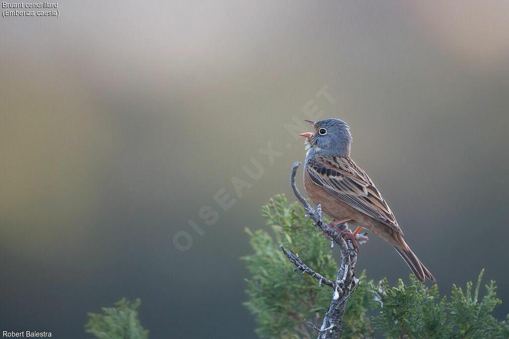 Cretzschmar's Bunting male