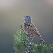 Cretzschmar's Bunting