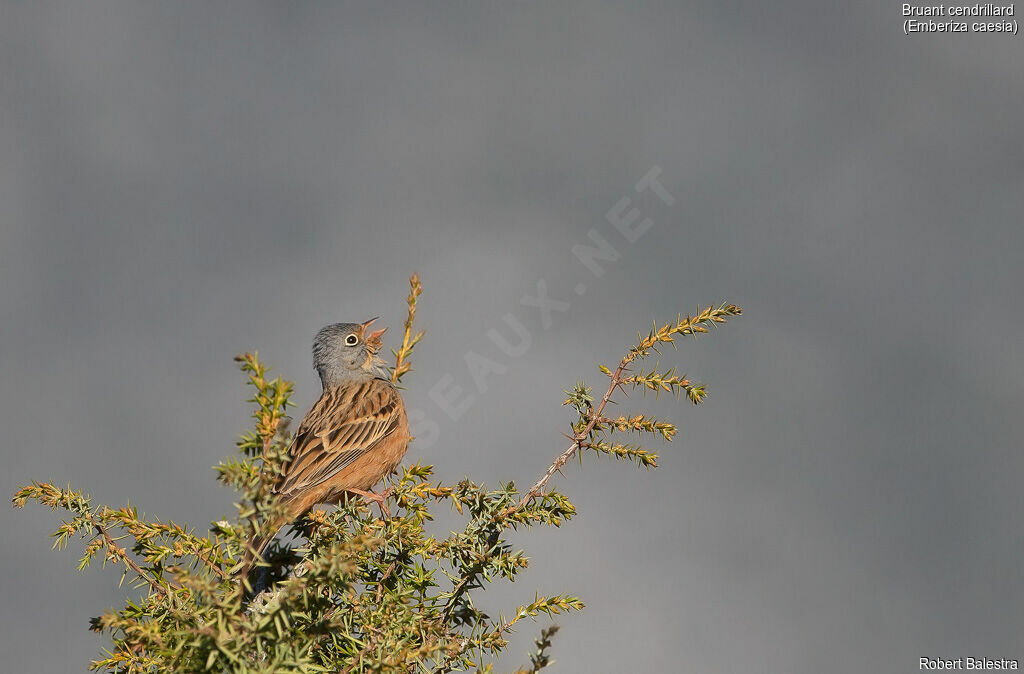 Cretzschmar's Bunting male