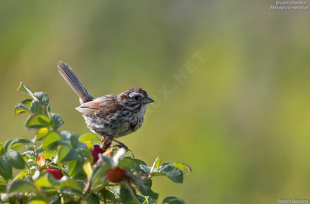 Song Sparrow