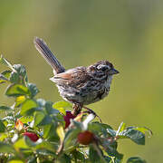 Song Sparrow