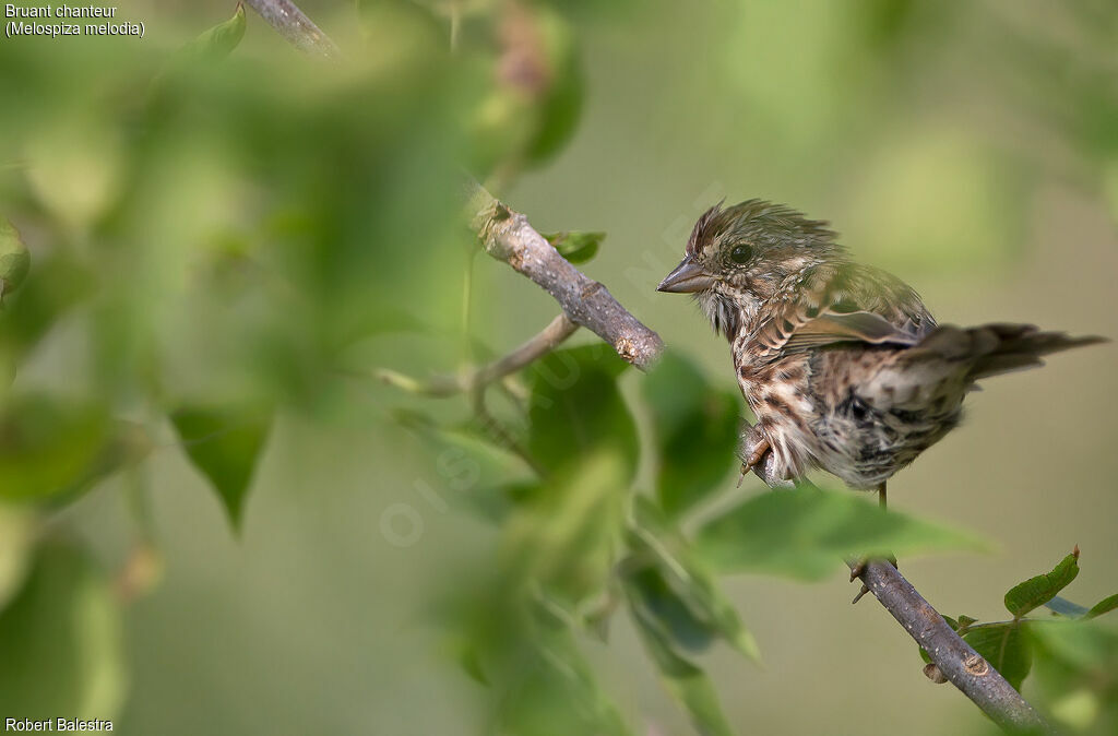 Song Sparrow