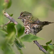 Song Sparrow