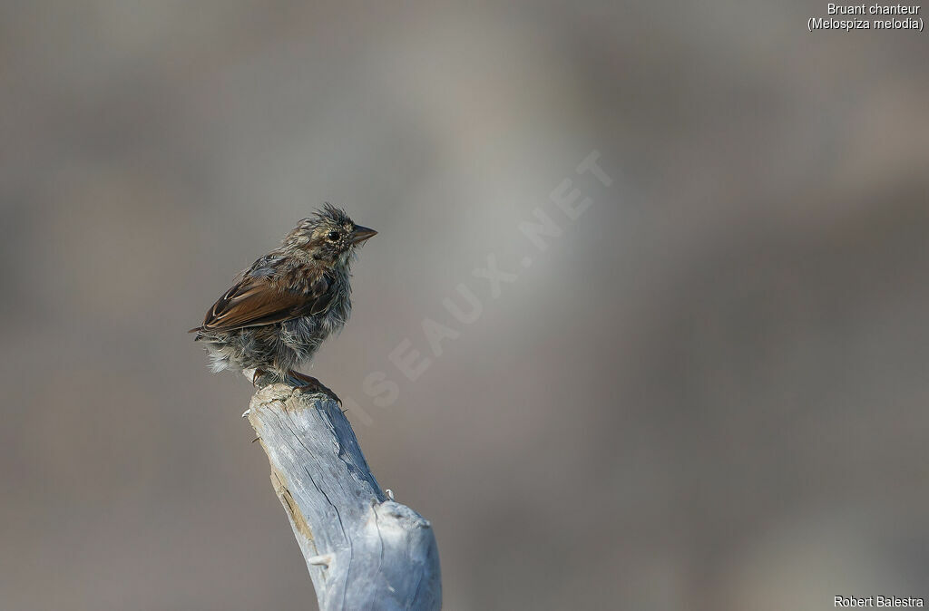 Song Sparrowjuvenile