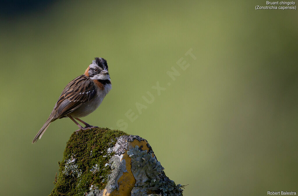 Rufous-collared Sparrow