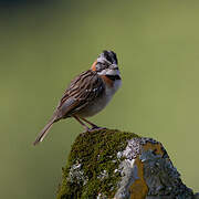 Rufous-collared Sparrow