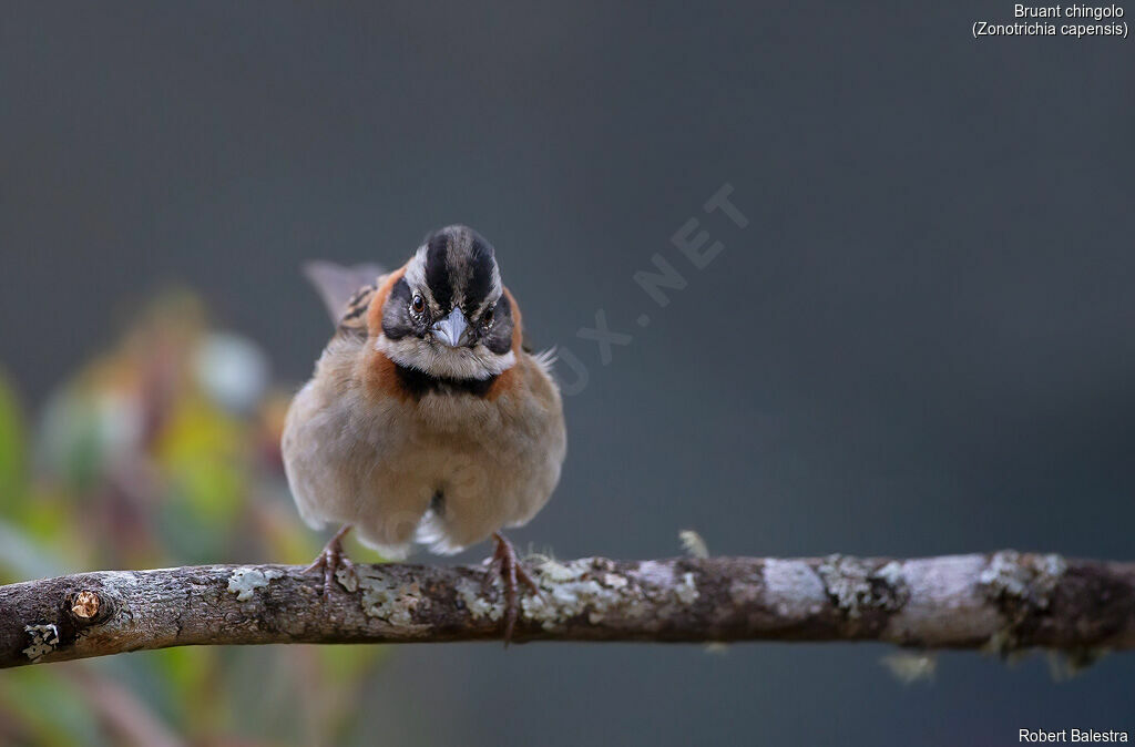 Rufous-collared Sparrow