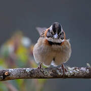 Rufous-collared Sparrow