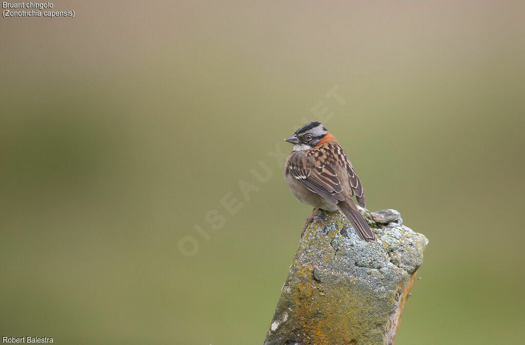 Rufous-collared Sparrow