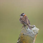 Rufous-collared Sparrow