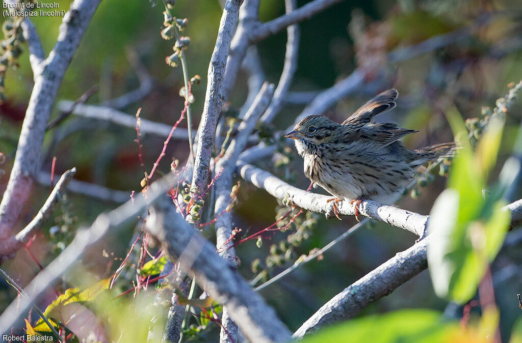 Lincoln's Sparrow