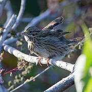 Lincoln's Sparrow