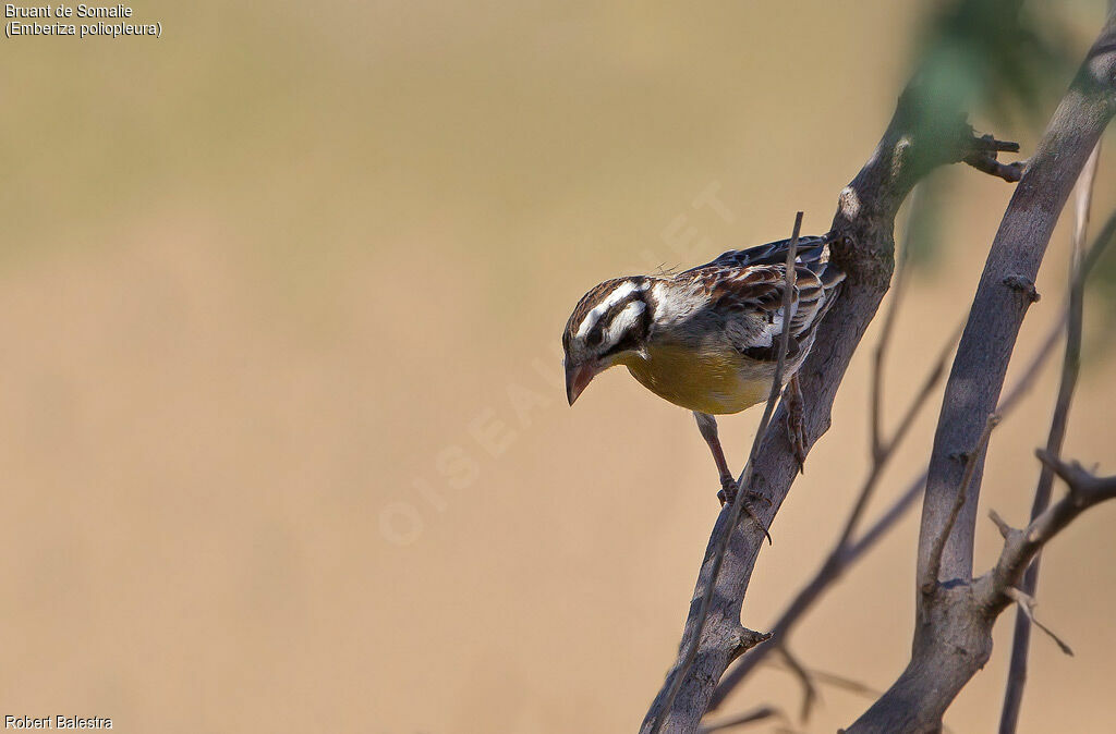 Somali Bunting