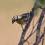 Somali Bunting