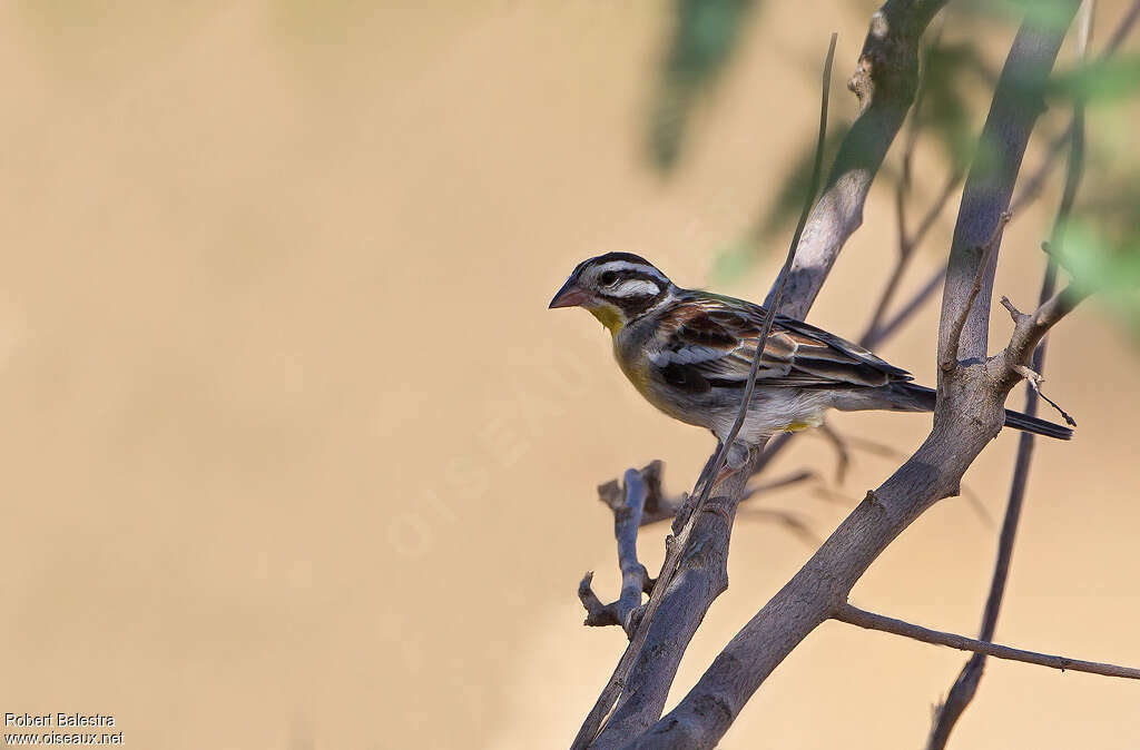 Bruant de Somalieadulte, identification