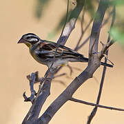 Somali Bunting