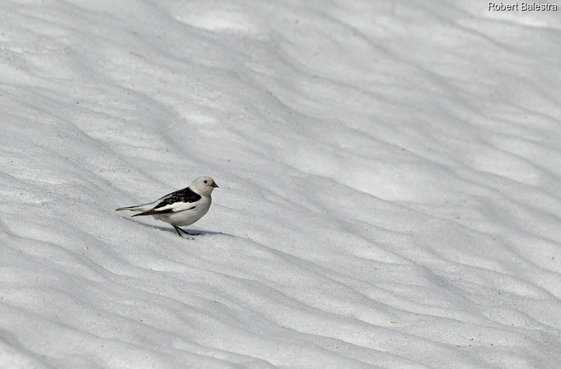 Bruant des neiges mâle