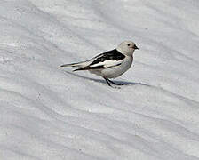 Snow Bunting