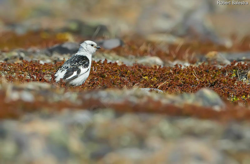 Snow Bunting