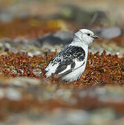 Snow Bunting