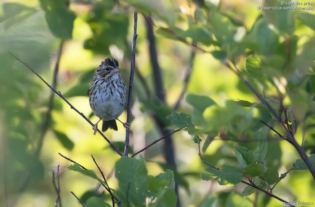 Savannah Sparrow