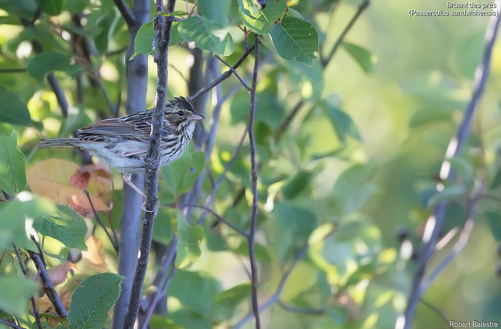 Savannah Sparrow