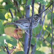 Savannah Sparrow