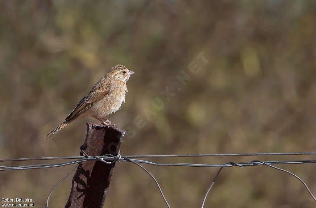 Bruant des rochersjuvénile, identification