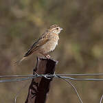 Bruant des rochers