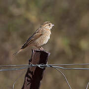 Lark-like Bunting