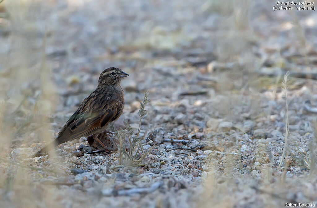 Lark-like Bunting