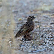 Bruant des rochers